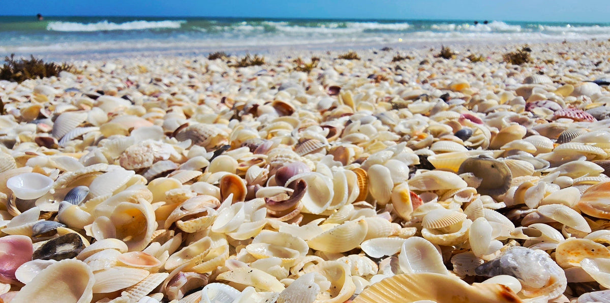 Scattered seashells on a beach with ocean waves in the background